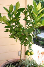 Our Homemade Lemonade Recipe For Old Fashion Taste